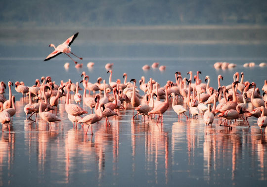 Flamingos bij Lake Manyara National Park