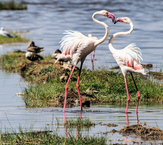 Flamingo's bij Lake Manyara in Tanzania
