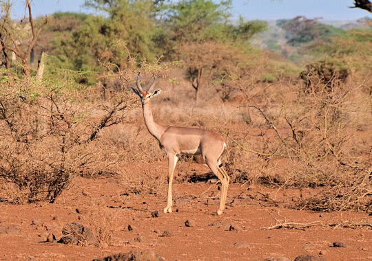 Gerenoek gazelle in Amboseli National Park in Kenia