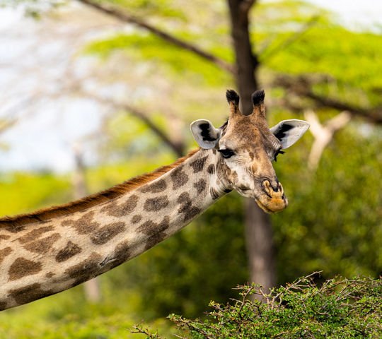 Giraffe in het Mikumi National Park tijdens safari Tanzania