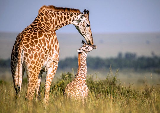 Giraffe met kalfje in de Masai Mara in Kenia