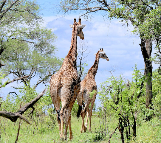 Giraffen in Tarangire National park in Tanzania