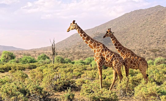 Giraffen in Tsavo West National Park in Kenia