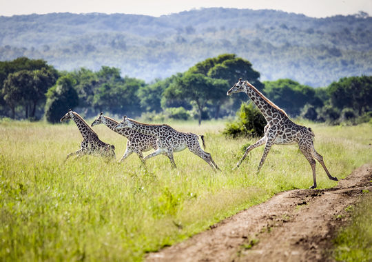 Giraffen in het Mikumi National Park