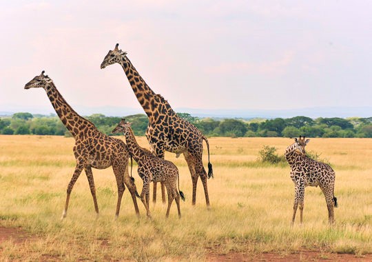 Giraffen met kalfje in de Serengeti in Tanzania