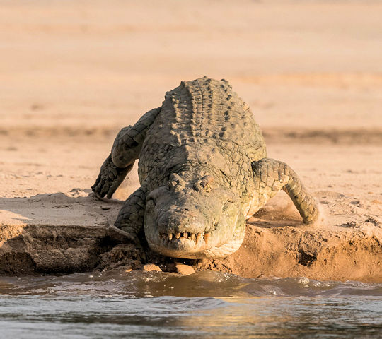 Krokodil op de oever van Ruaha rivier in Tanzania