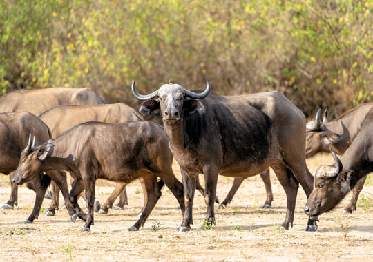 Kudde buffels in het Selous National Park
