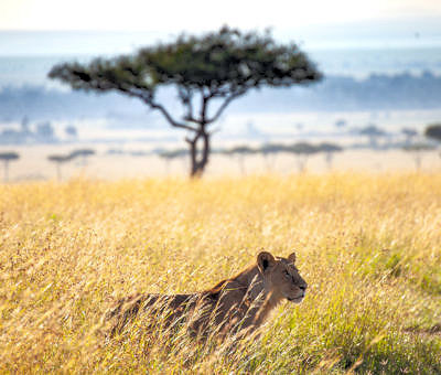 Leeuw in de Masai Mara in bestemming Kenia