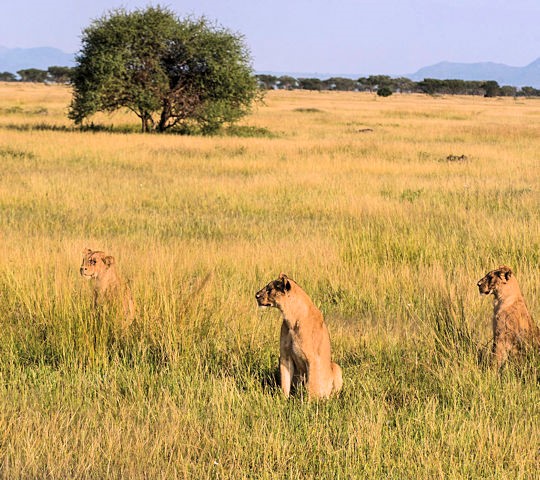 Leeuwen in de Masai Mara