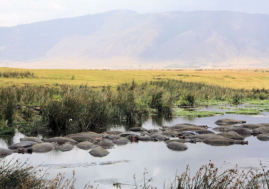 Nijlpaarden in een poel in de Ngorongoro krater