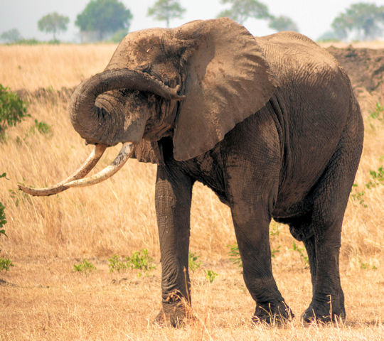 Olifant in het Nyerere National Park in Tanzania