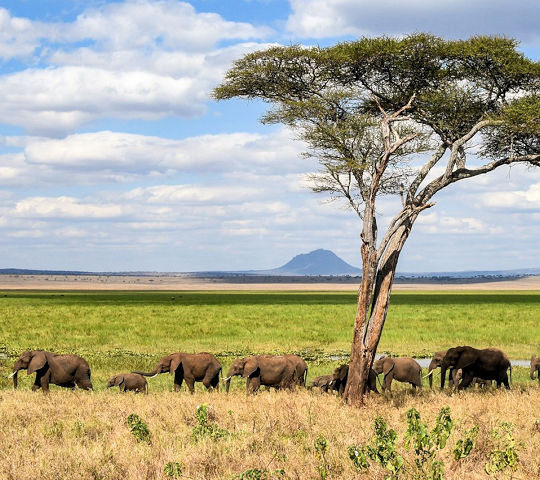 Olifanten in het Serengeti National Park