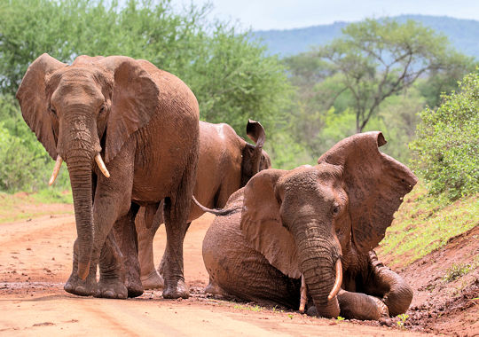 Olifanten inTsavo West tijdens safari reis in Kenia