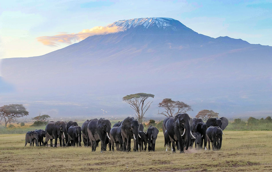 Olifanten met Mount Kilimanjaro bij Amboseli National Park in Kenia 1