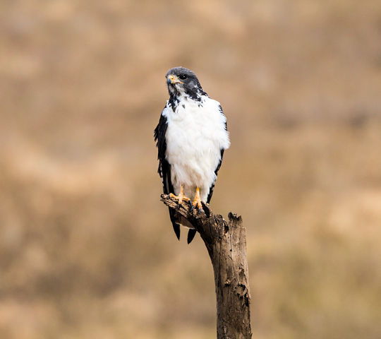 Roofvogel in de Serengeti tijdens safari