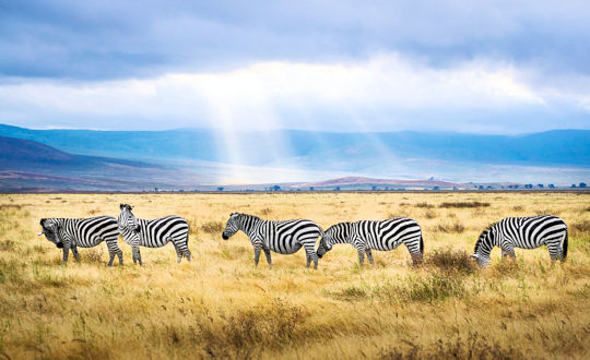 Zebras in de Ngorongoro krater in Tanzania