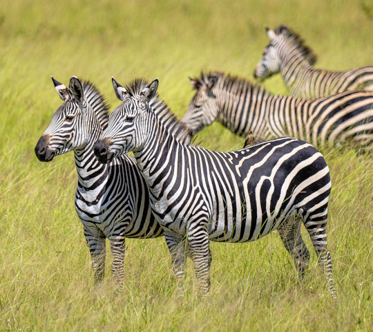 Zebras tijdens huwelijksreis in Tanzania