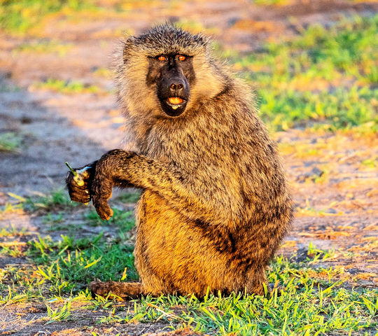 Zittende baviaan in Tarangire National Park