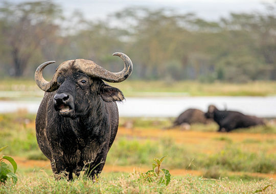 Buffel tijdens safari bij Lake Nakuru in Kenia noord