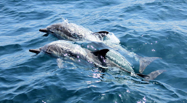 Dolfijnen voor de oostkust van Zanzibar