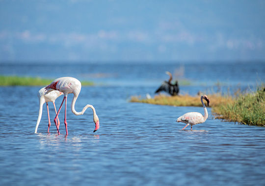 Flamingo's bij Lake Nakuru in Kenia noord