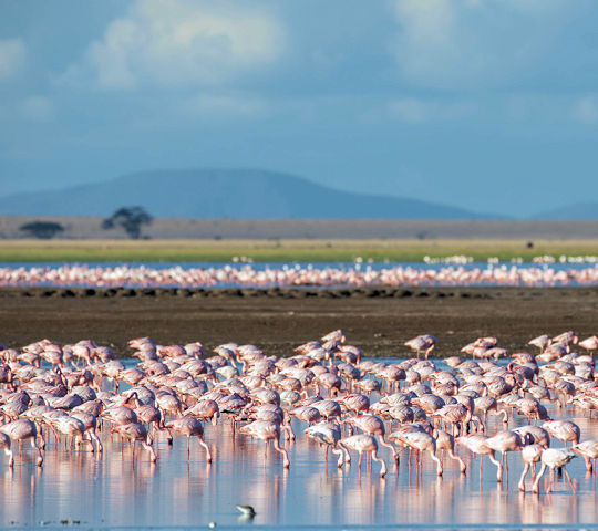 Flamingos bij safari in Amboseli National Park