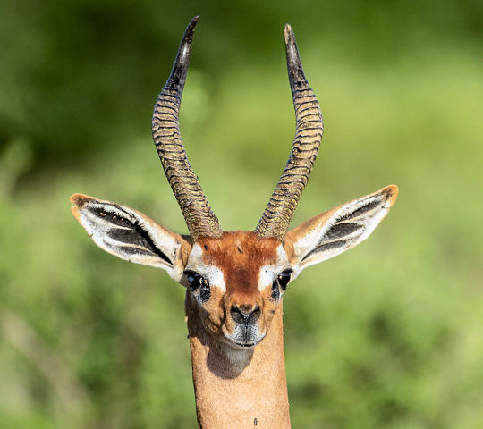 Gerenuk gazelle in Samburu National Park in Kenia