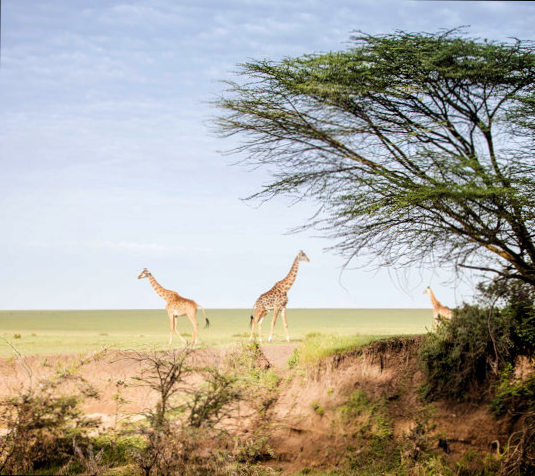 Giraffen tijdens safari bij huwelijksreis Kenia