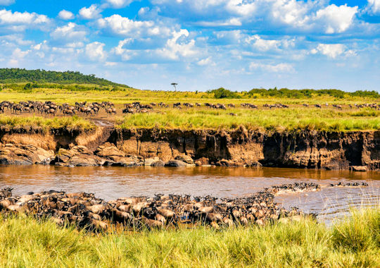 Gnoes bij de Mara rivier in Kenia 1
