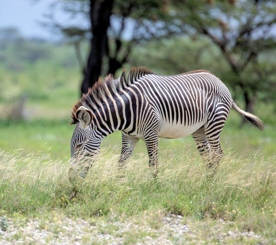 Grazende zebra bij Kenia noord safari in Samburu
