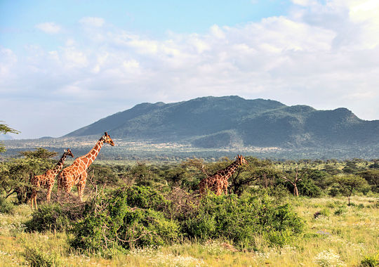 Landschap met giraffen in Samburu National Park