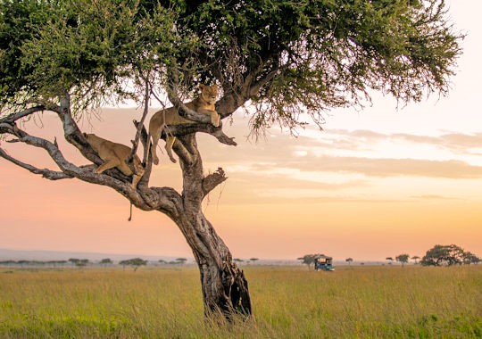Leeuwen in de Masai Mara - luxe safari reis Kenia