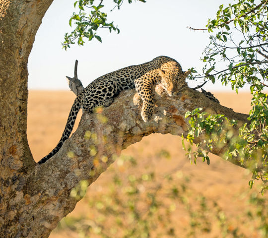 Luipaard in boom tijdens wandelsafari in Kenia