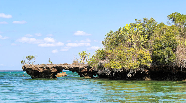 Mangrove en rosten in Menai Bay op Zanzibar