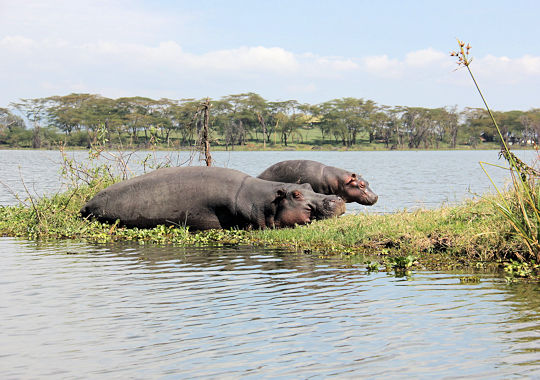 Nijlpaarden tijdens boottocht op Lake Naivasha in Kenia