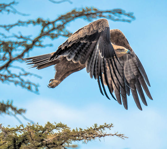 Roofvogel in de Masai Mara Kenia luxe safari reis