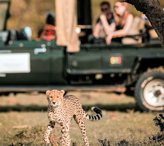 Safari in de Masai Mara bij luxe fly in safari reis
