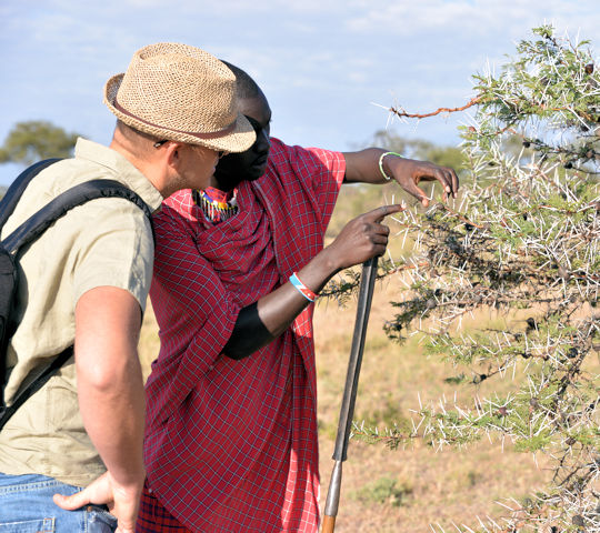 Uitleg over planten tijdens wandelsafari in Kenia