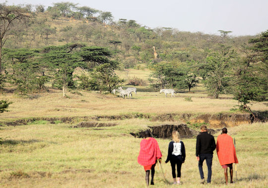 Wandelsafari met Masai krijgers in de Masai Mara in Kenia