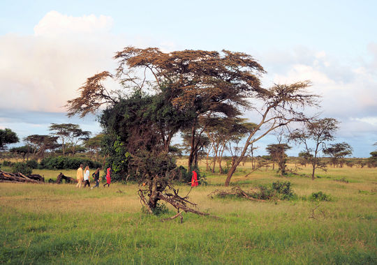 Wandelsafari met Masai ranger in de Masai Mara