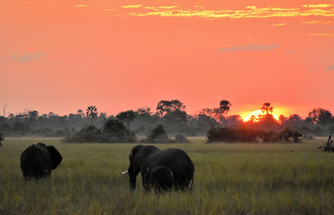 Avondsafari in de Okavango Delta