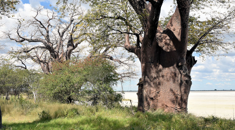 Baobabbomen in het Nxai Pans en Makgadikgadi Pans National Park in Botswana