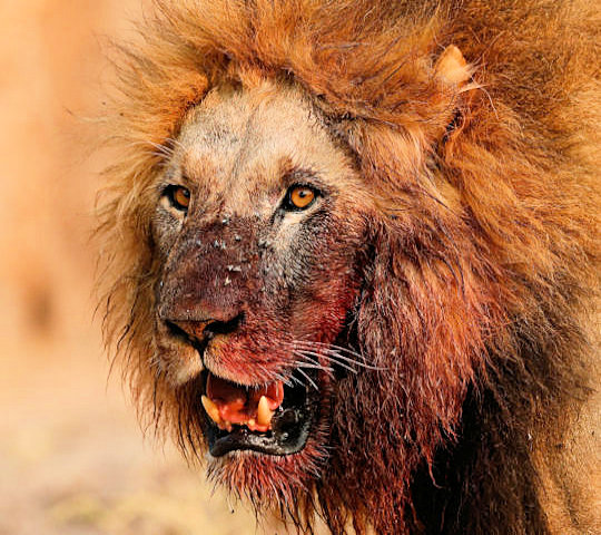 Bebloede leeuw tijdens safari in Botswana