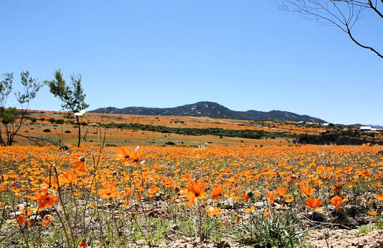 Bloeiende bloemen in Namaqualand in Zuid Afrika