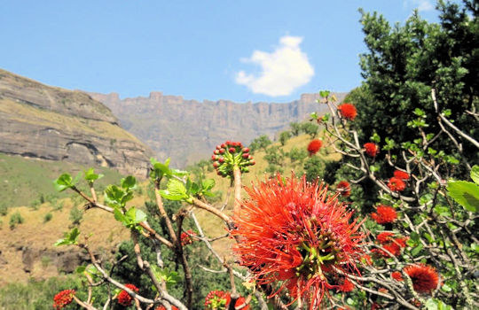 Bloeiende planten tijdens wandeling in de Drakensbergen in Zuid Afrika