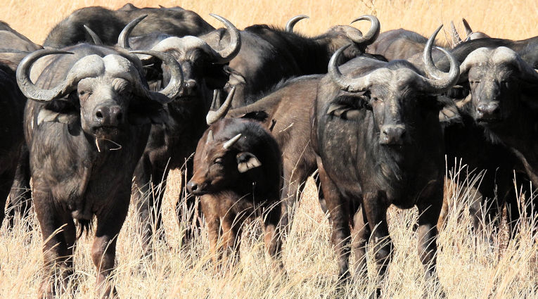 Buffels in het Hwange National Park in Zimbabwe