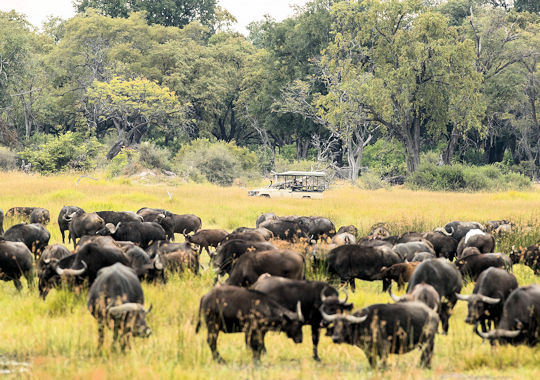 Buffels in het Moremi reservaat in Botswana