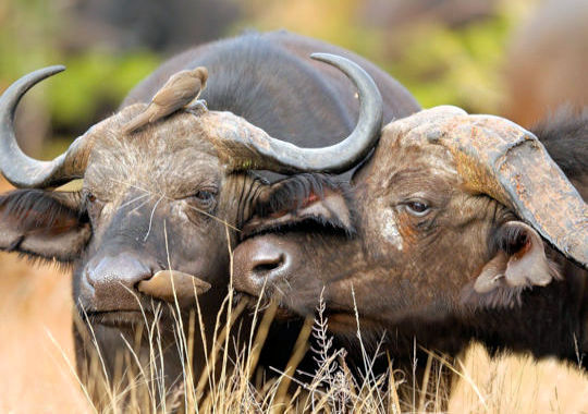 Buffels tijdens safari in Hwange National Park in Zimbabwe