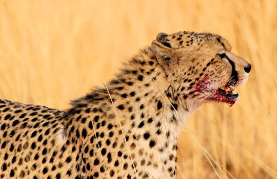Cheeta op jacht in prive wildreservaat in Zuid Afrika