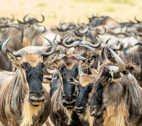 De grote trek in de Masai Mara in Kenia
